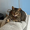 Tigger joined the competition — help win amazing prizes! animal, basket, cat, couch, cozy, cushion, domestic, fur, furniture, green_eyes, home, indoor, lamp, pet, portrait, relaxed, resting, tabby_cat, texture, whiskers