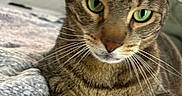 Tigger is registered to the contest to win money with this photo: animal, blanket, cat, close_up, cozy, curious, cute, domestic_cat, feline, fur, green_eyes, indoor, knitted, paw, pet, portrait, relaxed, resting, tabby, whiskers