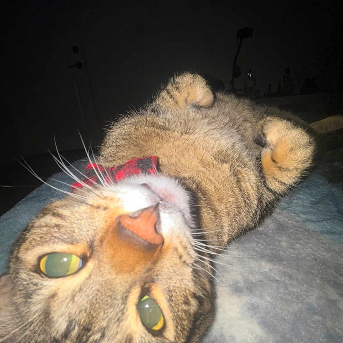 Tigger joined the competition — help win amazing prizes! animal, bed, blanket, cat, closeup, collar, curious, cute, feline, flash, fur, green_eyes, indoor, lying_down, night, paws, pet, portrait, tabby_cat, whiskers