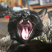 Neko is registered to the contest to win money with this photo: black_cat, cat, yawning, pet, animal, feline, mouth_open, teeth, tongue, closeup, indoor, blurred_background, fur, whiskers, collar, resting, cute, sleepy, domestic_cat, cozy