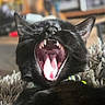 black_cat, cat, yawning, pet, animal, feline, mouth_open, teeth, tongue, closeup, indoor, blurred_background, fur, whiskers, collar, resting, cute, sleepy, domestic_cat, cozy