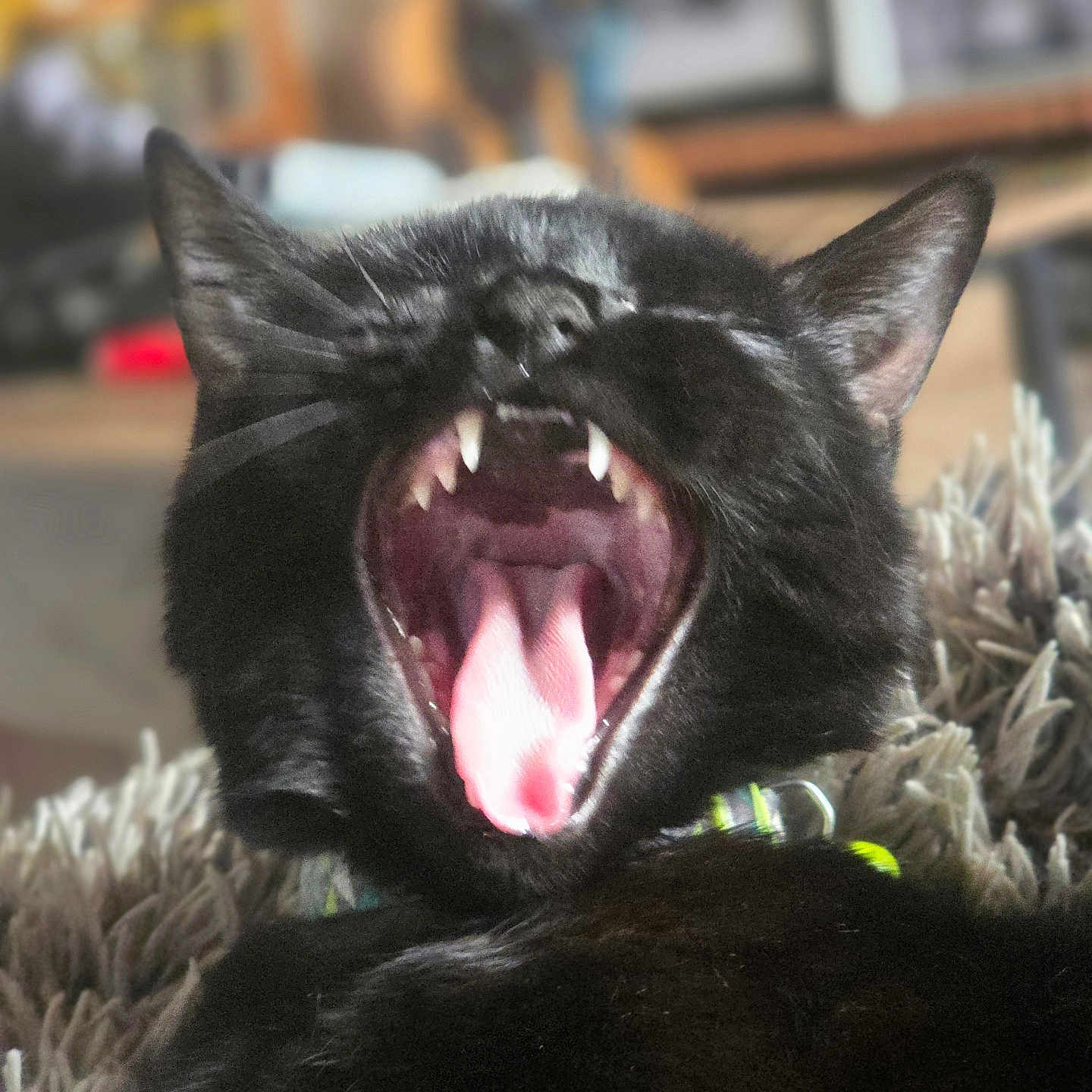 Neko