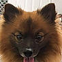Brownie joined the competition — help win amazing prizes! dog, canine, pet, fluffy, tongue_out, brown_fur, black_fur, close_up, portrait, animal, cute, domestic_animal, face, ears, nose, furry, indoor, looking_at_camera, friendly, companion