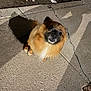Brownie is registered to the contest to win money with this photo: dog, small_dog, fluffy, brown_fur, black_face, sidewalk, concrete, cracks, shadow, night, outdoor, animal, pet, curious, looking_up, pavement, street, alone, cute, companion