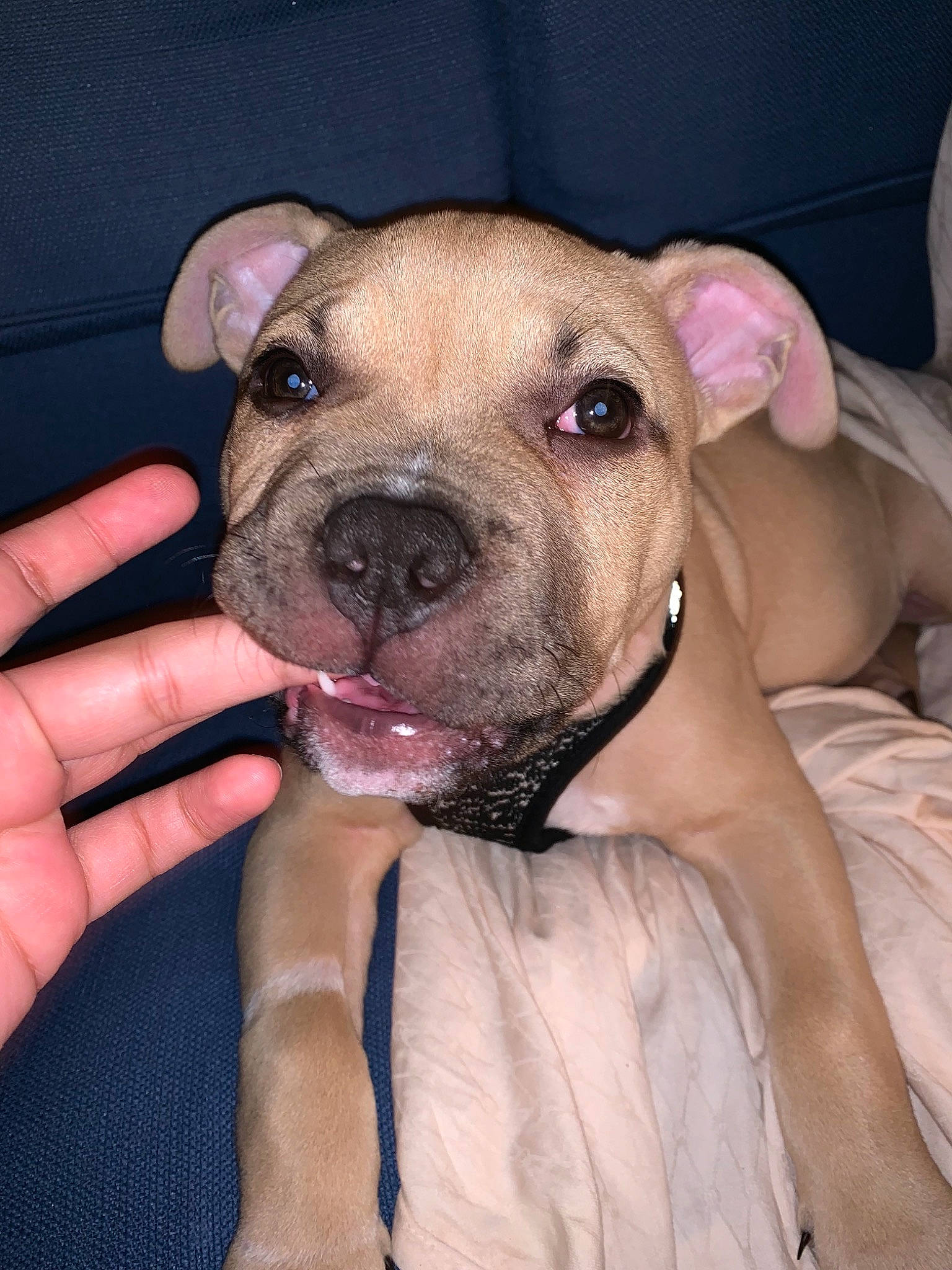 Cream joined the competition — help win amazing prizes! american_pit_bull_terrier, american_staffordshire_terrier, canidae, carnivore, companion_dog, dog, dog_breed, ear, fawn, mammal, non_sporting_group, nose, pit_bull, puppy, rare_breed_dog, skin, snout, sporting_group, staffordshire_bull_terrier, vertebrate