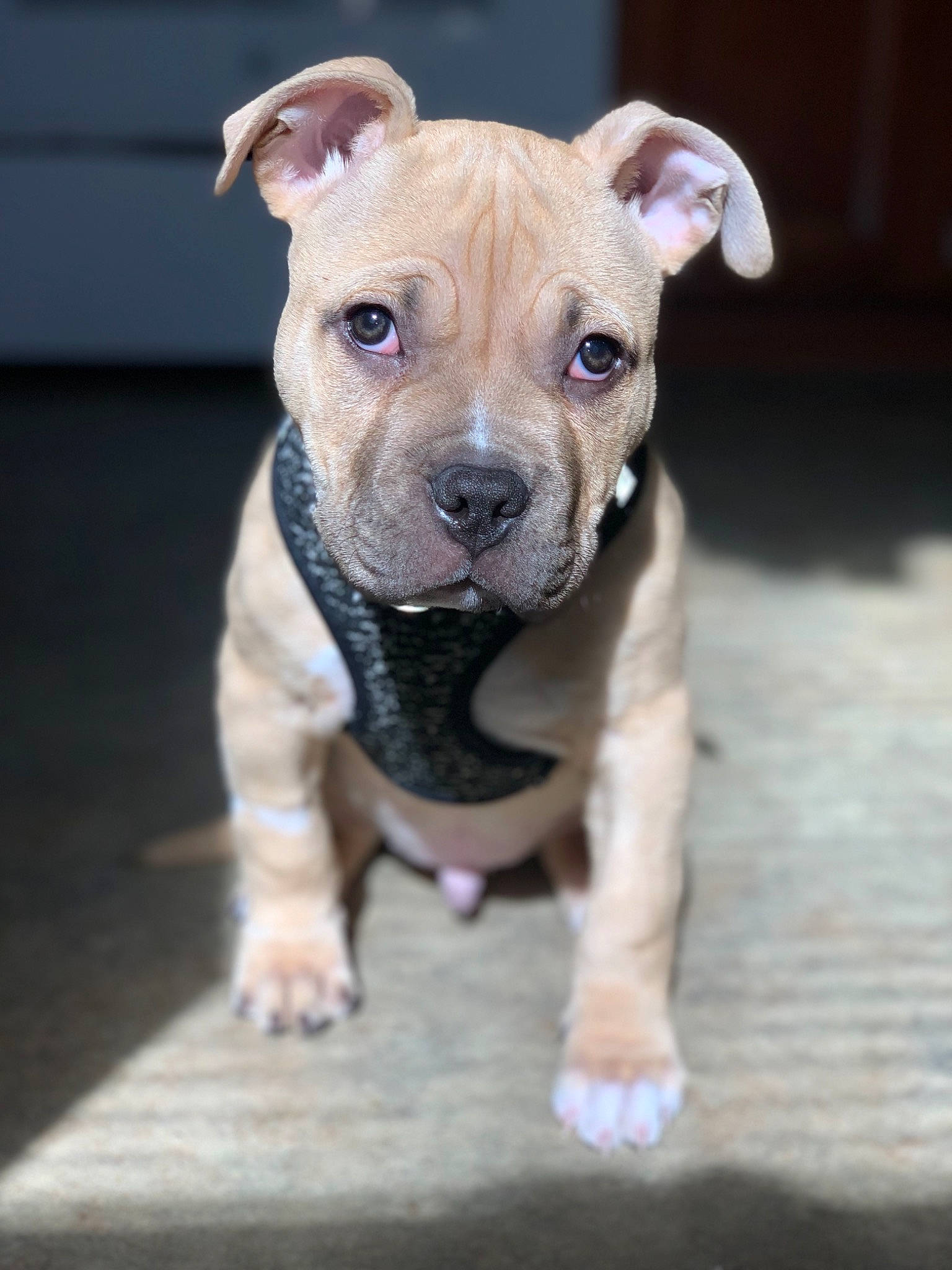 Cream is registered to the contest to win money with this photo: american_pit_bull_terrier, american_staffordshire_terrier, bull_and_terrier, canidae, carnivore, companion_dog, dog, dog_breed, fawn, mammal, non_sporting_group, nose, pit_bull, puppy, rare_breed_dog, snout, sporting_group, staffordshire_bull_terrier, vertebrate