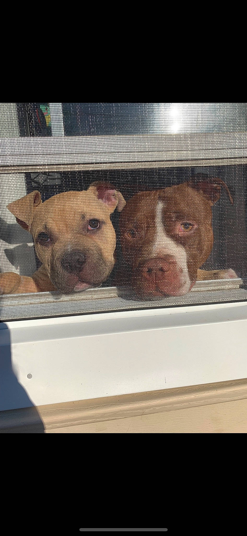 Cream joined the competition — help win amazing prizes! american_bulldog, american_pit_bull_terrier, american_staffordshire_terrier, animal_shelter, bulldog, canidae, carnivore, dog, dog_breed, fawn, mammal, non_sporting_group, olde_english_bulldogge, pit_bull, rare_breed_dog, snout, staffordshire_bull_terrier, valley_bulldog, vertebrate