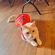Leo joined the competition — help win amazing prizes! animal, casual, cat, close_up, cream_colored, curious, domestic_cat, ears, feline, floorboards, indoor, natural_light, paws, pet, red_shirt, relaxed, tail, tropical_pattern, whiskers, wooden_floor