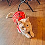 animal, casual, cat, close_up, cream_colored, curious, domestic_cat, ears, feline, floorboards, indoor, natural_light, paws, pet, red_shirt, relaxed, tail, tropical_pattern, whiskers, wooden_floor