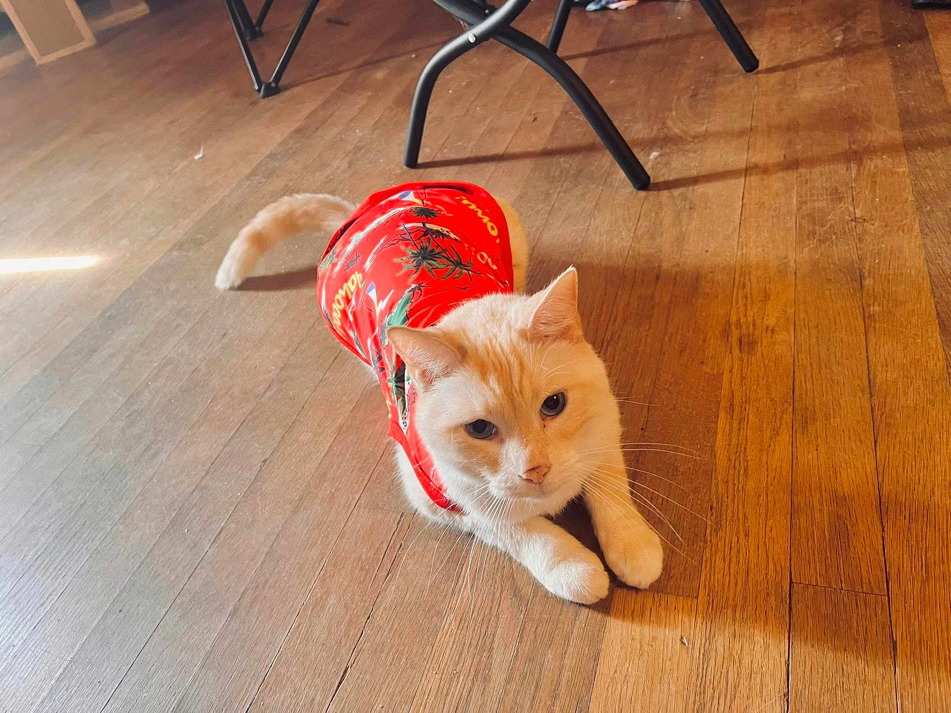 Leo