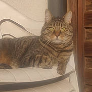 Guismo a rejoint le concours — aidez-le/la à gagner de superbes lots ! cat, tabby_cat, pet, animal, feline, whiskers, ears, eyes, striped_fur, brown_fur, lying_down, lounging, chair, plastic_chair, indoor, furniture, wooden_dresser, home, portrait, letterboxing