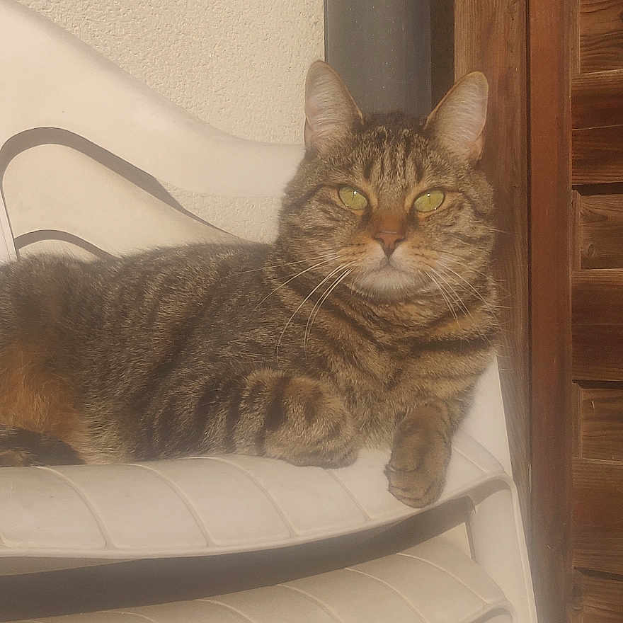 Guismo a rejoint le concours — aidez-le/la à gagner de superbes lots ! cat, tabby_cat, pet, animal, feline, whiskers, ears, eyes, striped_fur, brown_fur, lying_down, lounging, chair, plastic_chair, indoor, furniture, wooden_dresser, home, portrait, letterboxing