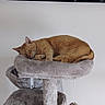 Yusu participe au concours pour gagner de l'argent avec cette photo : cat, ginger_cat, sleeping, pet, feline, animal, cat_tree, scratching_post, indoor, home, furniture, plush, relaxed, resting, curled_up, whiskers, ears, tail, display_cabinet, collectibles