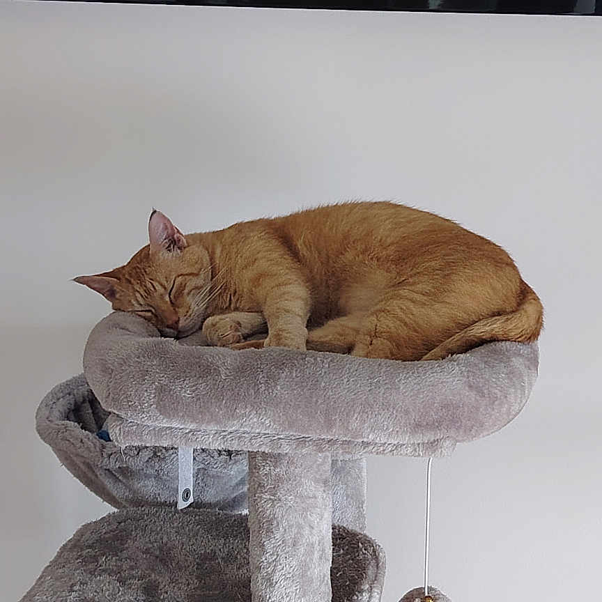 Yusu participe au concours pour gagner de l'argent avec cette photo : cat, ginger_cat, sleeping, pet, feline, animal, cat_tree, scratching_post, indoor, home, furniture, plush, relaxed, resting, curled_up, whiskers, ears, tail, display_cabinet, collectibles