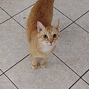 Yusu a rejoint le concours — aidez-le/la à gagner de superbes lots ! cat, ginger_cat, orange_cat, pet, animal, feline, standing, looking_at_camera, wide_eyes, curled_tail, whiskers, ears, paws, fur, indoor, tiled_floor, scratching_post, home, portrait, cute