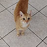 cat, ginger_cat, orange_cat, pet, animal, feline, standing, looking_at_camera, wide_eyes, curled_tail, whiskers, ears, paws, fur, indoor, tiled_floor, scratching_post, home, portrait, cute