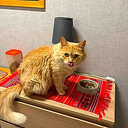 Yoko a rejoint le concours — aidez-le/la à gagner de superbes lots ! cat, dining, domestic, dressing_table, ears, eyes, fluffy, food_bowl, furniture, ginger_cat, indoor, kibble, lamp, licking, patterned_cloth, pet, red_cloth, tail, wall_picture, wooden
