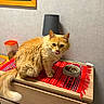 cat, dining, domestic, dressing_table, ears, eyes, fluffy, food_bowl, furniture, ginger_cat, indoor, kibble, lamp, licking, patterned_cloth, pet, red_cloth, tail, wall_picture, wooden