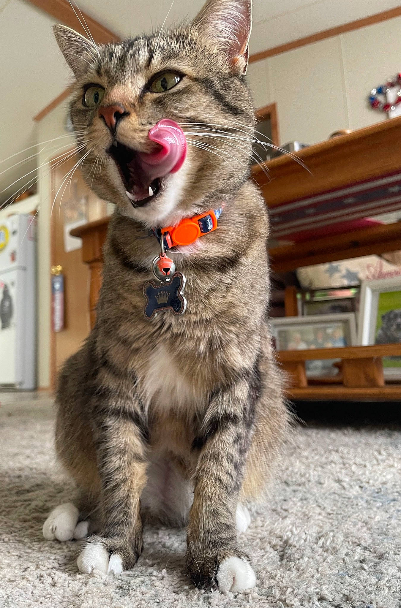 Bambi is registered to the contest to win money with this photo: carnivore, cat, claw, collar, domestic_short_haired_cat, felidae, fur, paw, small_to_medium_sized_cats, snout, tail, terrestrial_animal, whiskers