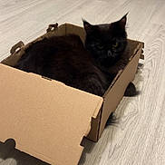 Alba Des Doux Rêveur participe au concours pour gagner de l'argent avec cette photo : animal, black_cat, box, cardboard_box, cat, cozy, curious, cute, domestic_animal, feline, floor, fur, home, indoor, kitchen_cabinet, looking, pet, resting, small_space, wood_floor