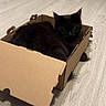 cat, black_cat, cardboard_box, floor, wood_floor, indoor, pet, fur, animal, curious, kitchen_cabinet, box, domestic_animal, cute, resting, feline, home, cozy, small_space, looking