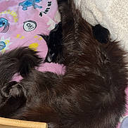Alba Des Doux Rêveur a rejoint le concours — aidez-le/la à gagner de superbes lots ! cat, black_cat, fluffy, sleeping, blanket, pink, cartoon, towel, furniture, wood, cozy, indoor, relaxed, pet, animal, fur, resting, cute, domestic, comfy