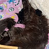cat, black_cat, fluffy, sleeping, blanket, pink, cartoon, towel, furniture, wood, cozy, indoor, relaxed, pet, animal, fur, resting, cute, domestic, comfy