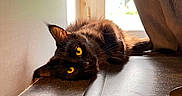 Alba Des Doux Rêveur participe au concours pour gagner de l'argent avec cette photo : animal, black_cat, cat, close_up, countertop, cozy, curtain, domestic_animal, feline, fur, home, indoor, laying_down, pet, relaxing, resting, sunlight, whiskers, window, yellow_eyes