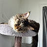 cat, tabby, fluffy, pet, animal, whiskers, fur, cat_tree, lounging, relaxed, indoor, curious, face, ears, tail, window, curtain, soft_light, resting, home