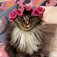 Prince participe au concours pour gagner de l'argent avec cette photo : cat, fluffy, pink_bonnet, crocheted, white_fur, tabby, pet, indoor, blanket, cartoon_pattern, cute, animal, feline, sitting, face, whiskers, paws, home, cozy, portrait