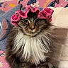 cat, fluffy, pink_bonnet, crocheted, white_fur, tabby, pet, indoor, blanket, cartoon_pattern, cute, animal, feline, sitting, face, whiskers, paws, home, cozy, portrait