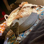 Chispita a rejoint le concours — aidez-le/la à gagner de superbes lots ! cat, tabby, pet, sleeping, relaxed, basket, bed, blanket, sunlight, cozy, indoor, feline, fur, paw, striped, resting, comfort, cute, animal, domestic