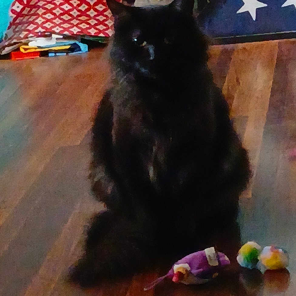 Batman joined the competition — help win amazing prizes! cat, black_cat, pet, indoor, wooden_floor, toys, decor, shelf, cushion, flag_display, statue, cozy, furniture, animal, fur, sitting, home, relaxed, domestic, quiet