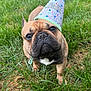 Gojo joined the competition — help win amazing prizes! dog, french_bulldog, party_hat, grass, outdoor, pet, animal, cute, brown, black, white_chest, close_up, celebration, festive, looking_up, adorable, canine, summer, fun, playful