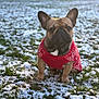 Gojo joined the competition — help win amazing prizes! dog, french_bulldog, red_sweater, snow, grass, outdoor, pet, winter, sunlight, animal, cute, sitting, canine, portrait, cold_weather, fur, small_dog, daylight, nature, mammal