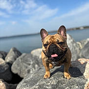 Gojo is registered to the contest to win money with this photo: dog, french_bulldog, rock, water, outdoor, sky, sunny, pet, animal, happy, tongue_out, close_up, nature, daytime, canine, smiling, portrait, mammal, friendly, landscape