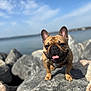 dog, french_bulldog, rock, water, outdoor, sky, sunny, pet, animal, happy, tongue_out, close_up, nature, daytime, canine, smiling, portrait, mammal, friendly, landscape
