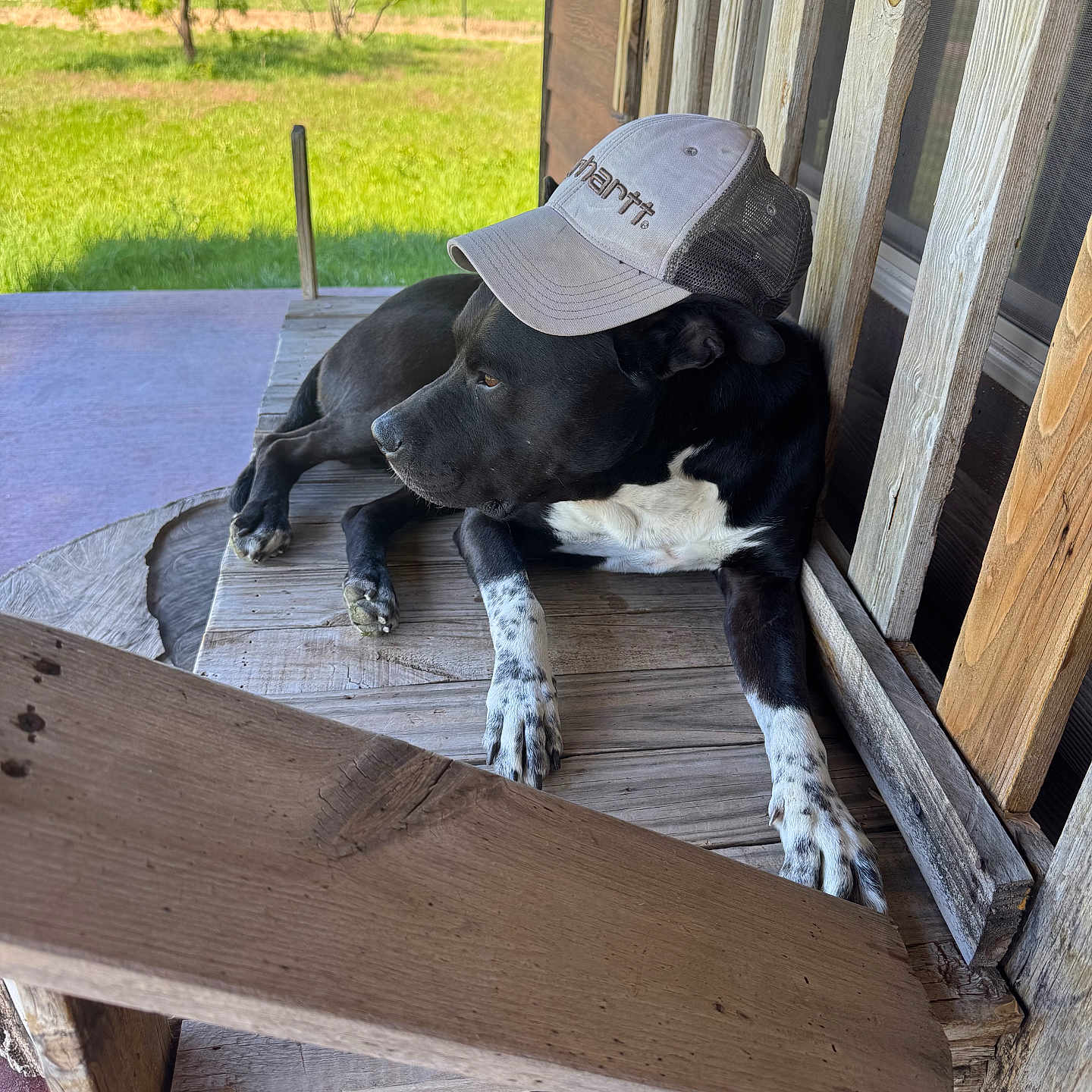 Bocephus is registered to the contest to win money with this photo: dog, black_and_white, baseball_cap, porch, wooden_chair, countryside, outdoor, relaxed, lying_down, pet, canine, rustic, farm, field, trees, sunlight, deck, wood, white_chest, white_paws