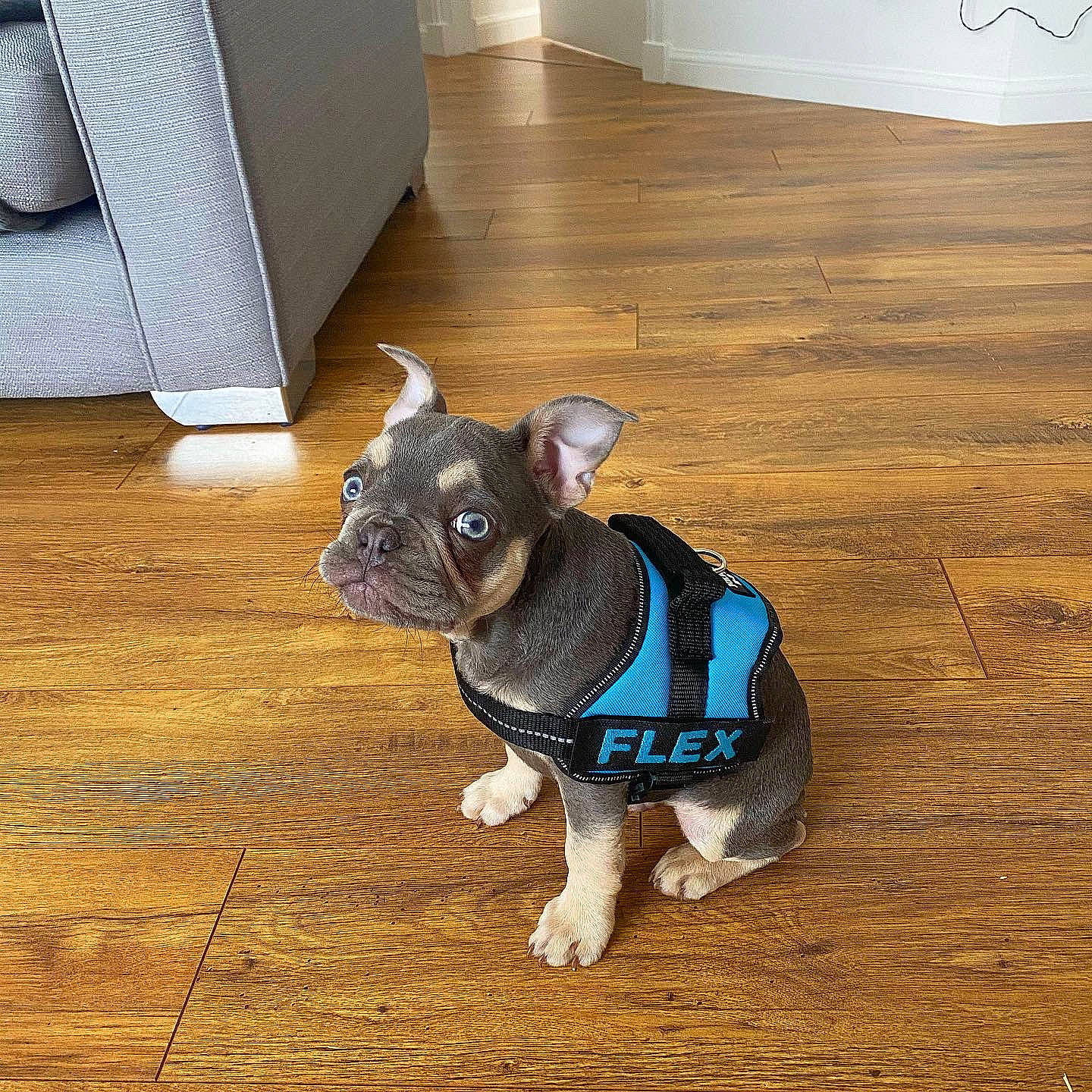 Flex is registered to the contest to win money with this photo: boston_terrier, canidae, carnivore, companion_dog, dog, dog_breed, dog_clothes, dog_collar, fawn, floor, flooring, french_bulldog, mammal, non_sporting_group, puppy, snout, sporting_group, vertebrate