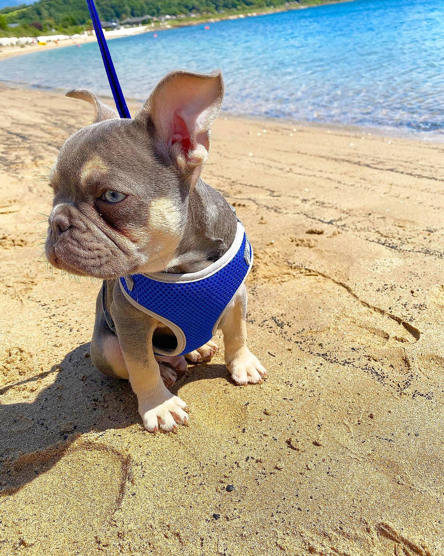 Flex joined the competition — help win amazing prizes! boston_terrier, bulldog, canidae, carnivore, companion_dog, dog, dog_breed, dog_clothes, dog_collar, fashion_accessory, fawn, french_bulldog, leash, mammal, non_sporting_group, olde_english_bulldogge, puppy, rare_breed_dog, snout, toy_bulldog