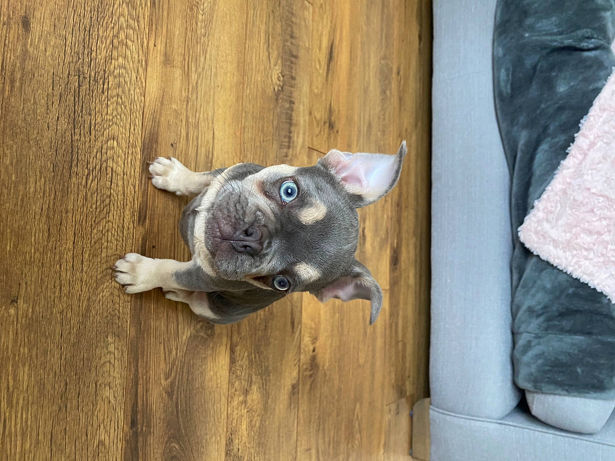 Flex joined the competition — help win amazing prizes! bulldog, canidae, carnivore, companion_dog, dog, dog_breed, fawn, french_bulldog, mammal, non_sporting_group, puppy, snout, sporting_group, vertebrate, wood