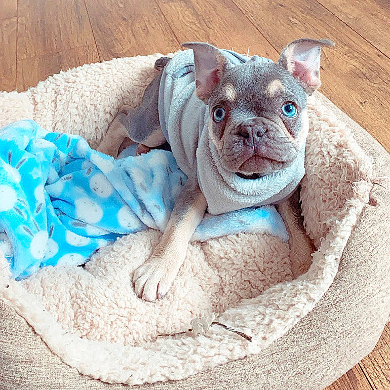Flex joined the competition — help win amazing prizes! blanket, bulldog, canidae, carnivore, companion_dog, dog, dog_bed, dog_breed, dog_clothes, dog_supply, fawn, french_bulldog, furniture, linens, nap, non_sporting_group, puppy, snout, toy_bulldog