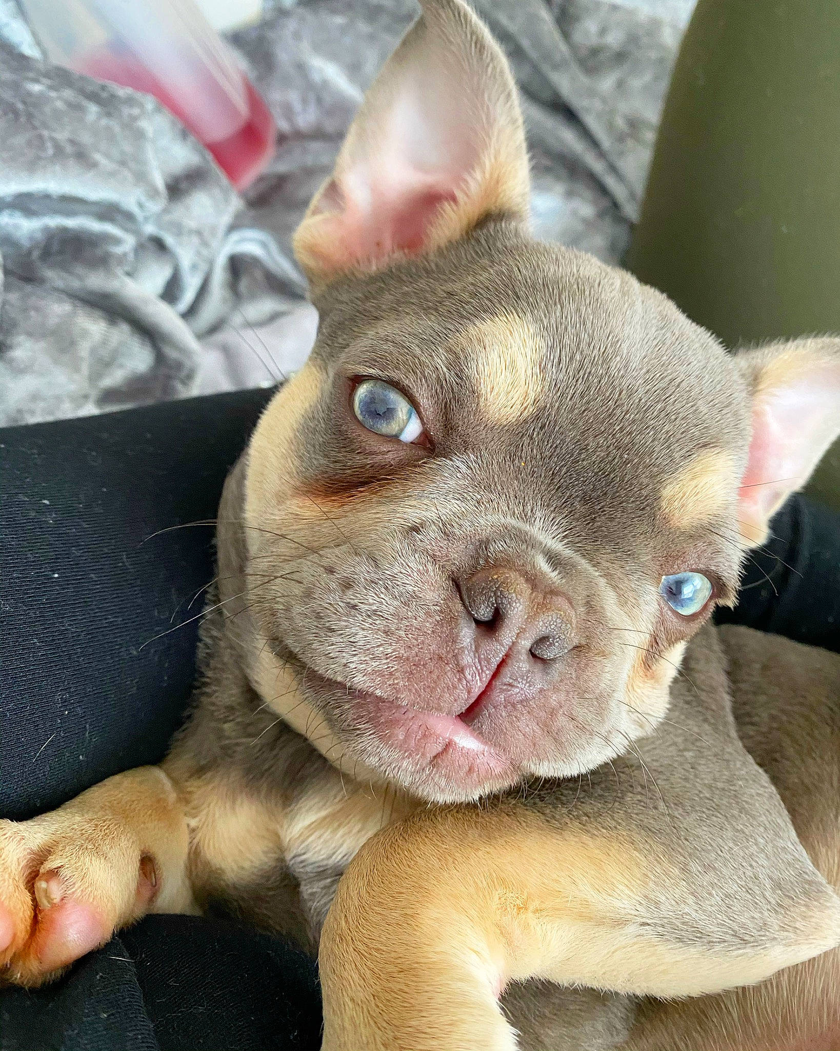 Flex is registered to the contest to win money with this photo: boston_terrier, canidae, carnivore, companion_dog, dog, dog_breed, ear, fawn, french_bulldog, mammal, non_sporting_group, nose, puppy, skin, snout, toy_bulldog, vertebrate, whiskers