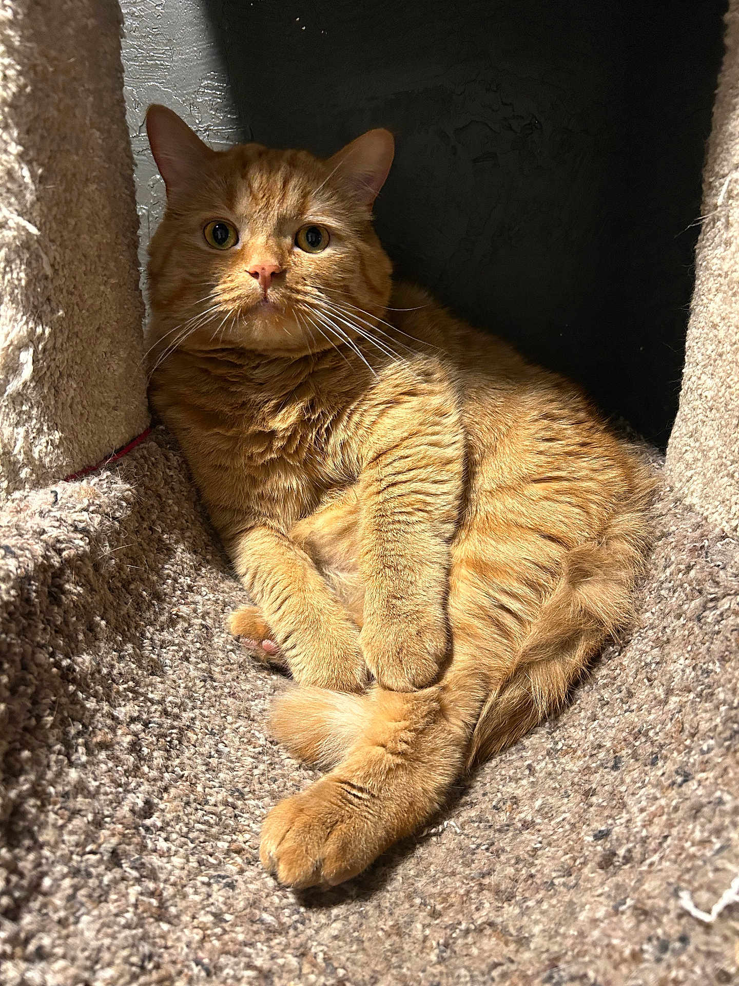 Tommo joined the competition — help win amazing prizes! cat, orange_tabby, pet, feline, carpet, cat_tree, sunlight, indoor, relaxed, whiskers, fur, cute, animal, cozy, resting, curious, paw, close_up, domestic, mammal