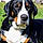 Cooper