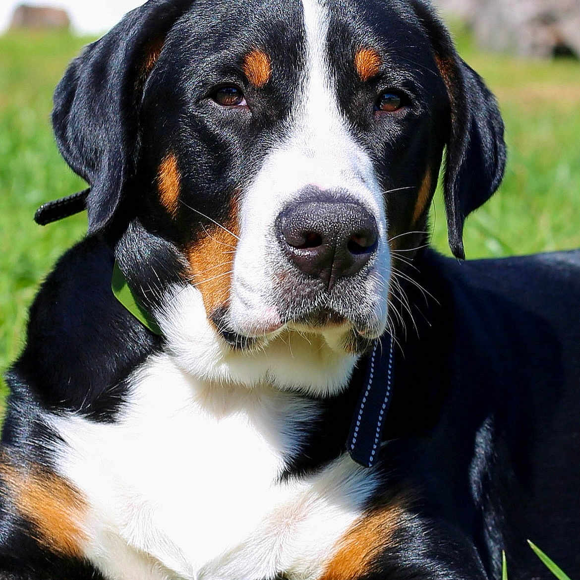 Cooper joined the competition — help win amazing prizes! animal, black_fur, brown_fur, canine, closeup, collar, daytime, dog, friendly, grass, lying_down, mammal, nature, outdoor, pet, portrait, relaxed, sunlight, tricolor, white_fur