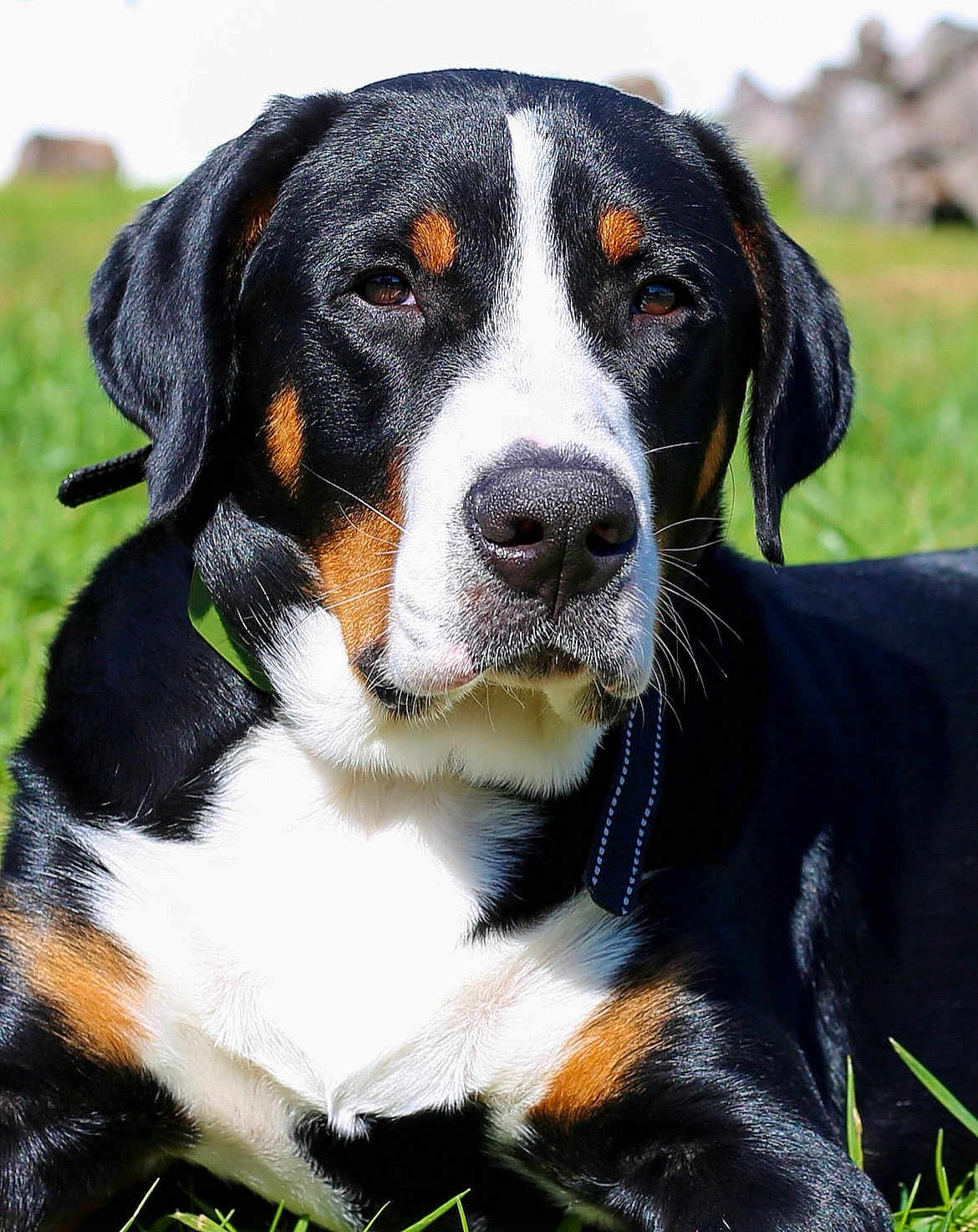 Cooper