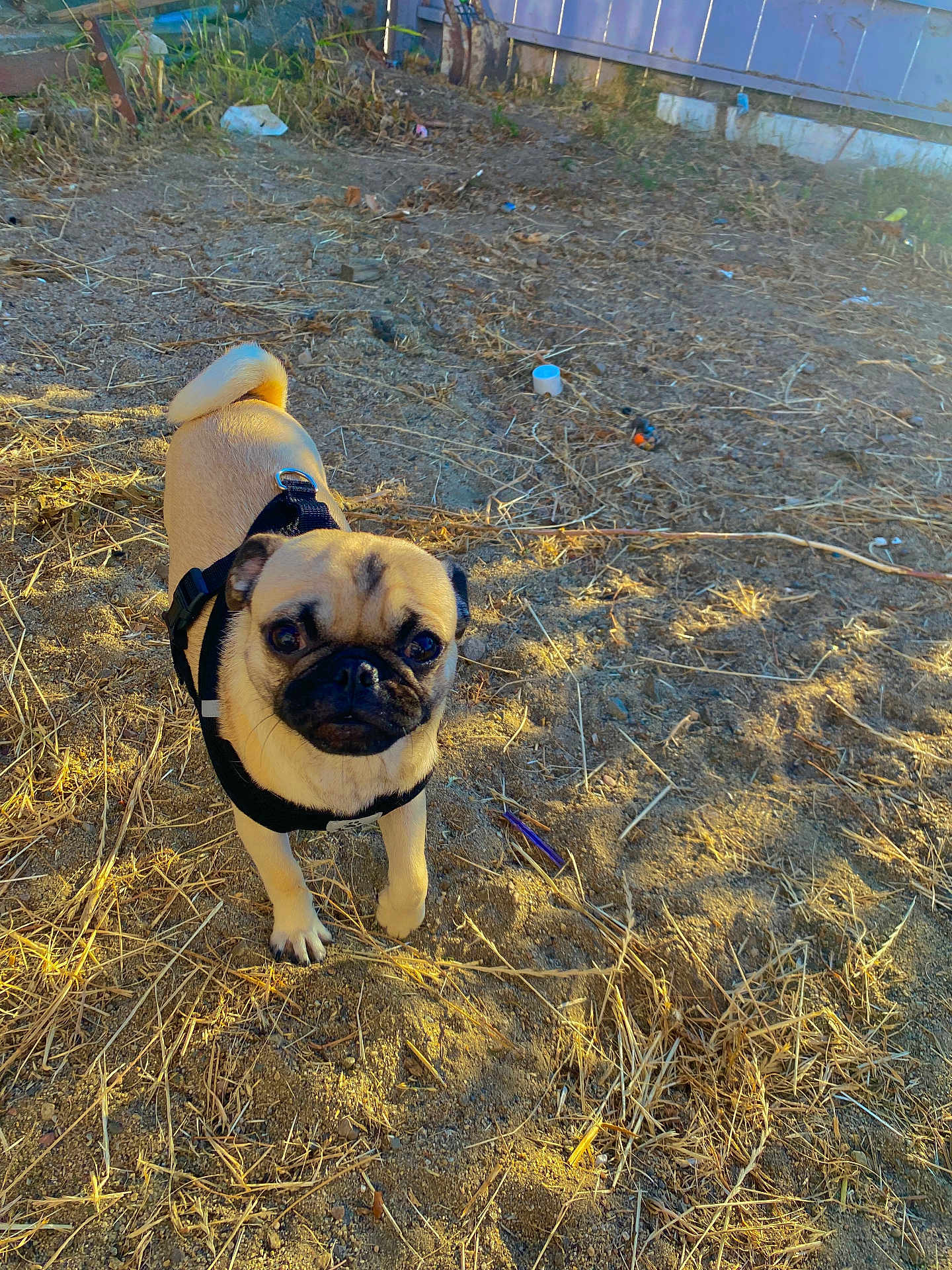 Gordo