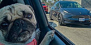 Gordo joined the competition — help win amazing prizes! dog, pug, car_interior, car_window, blue_shirt, pink_harness, pet, animal, vehicle, tesla, street, daytime, outdoor, urban, reflection, road, parked_cars, sky, tree, closeup