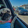 dog, pug, car_interior, car_window, blue_shirt, pink_harness, pet, animal, vehicle, tesla, street, daytime, outdoor, urban, reflection, road, parked_cars, sky, tree, closeup